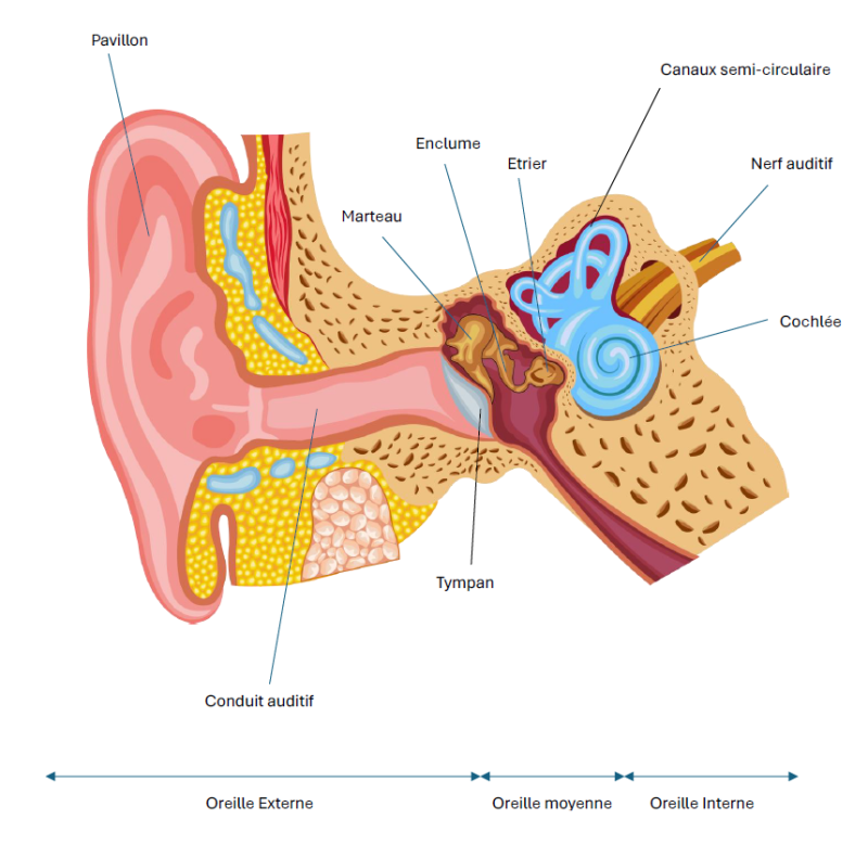 Comment est composée l'oreille interne est quelle est son rôle dans le quotidien dans notre environnement sonore Sonance Audition Belley