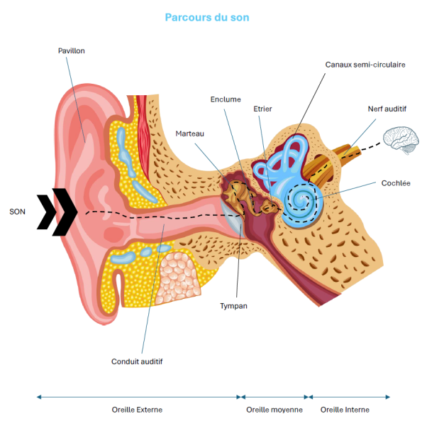 Comment le son circule de notre oreille externe à notre oreille interne et jusqu'au cerveau Sonance Audition Belley